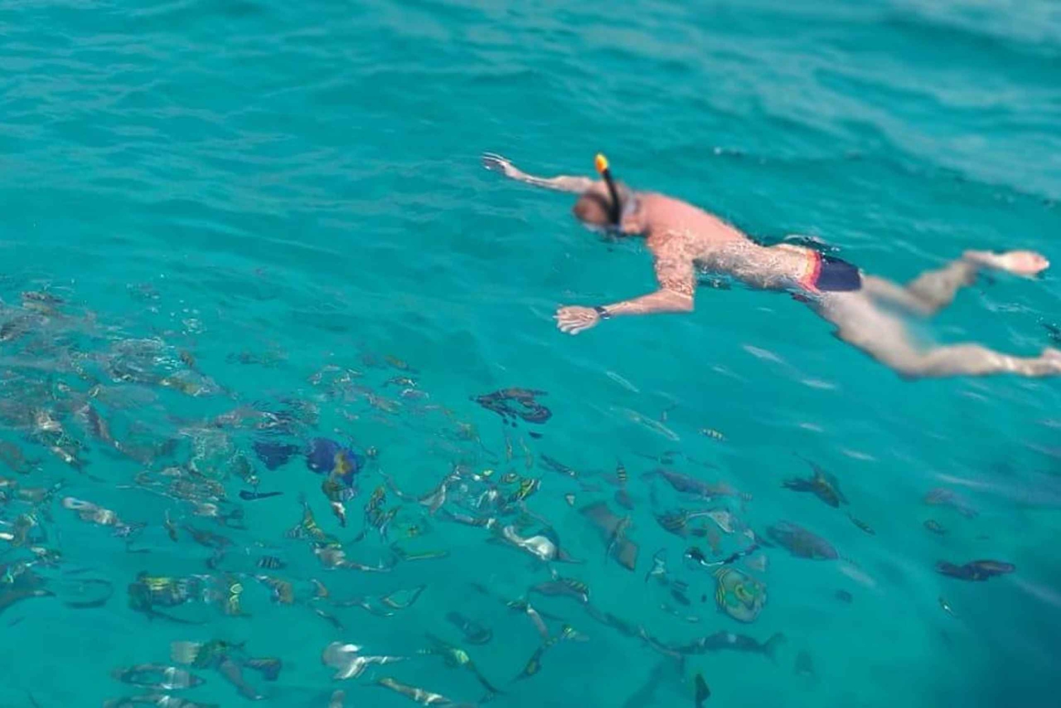 خصب مسندم | جزيرة التلغراف | رحلة بحرية | الدلافين