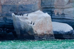 Khasab Musndam |Isla del Telégrafo |Crucero en dhow |Delfines
