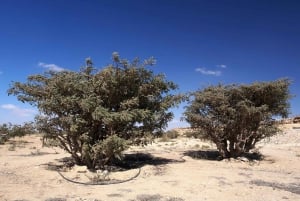 From Salalah: Lost City (Full Day Excursion to Rub Al Khali)