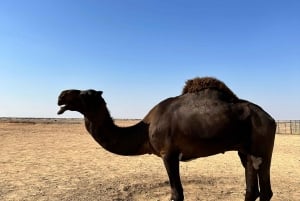 Magical Desert Safari By Land Cruise in Empty Quarter