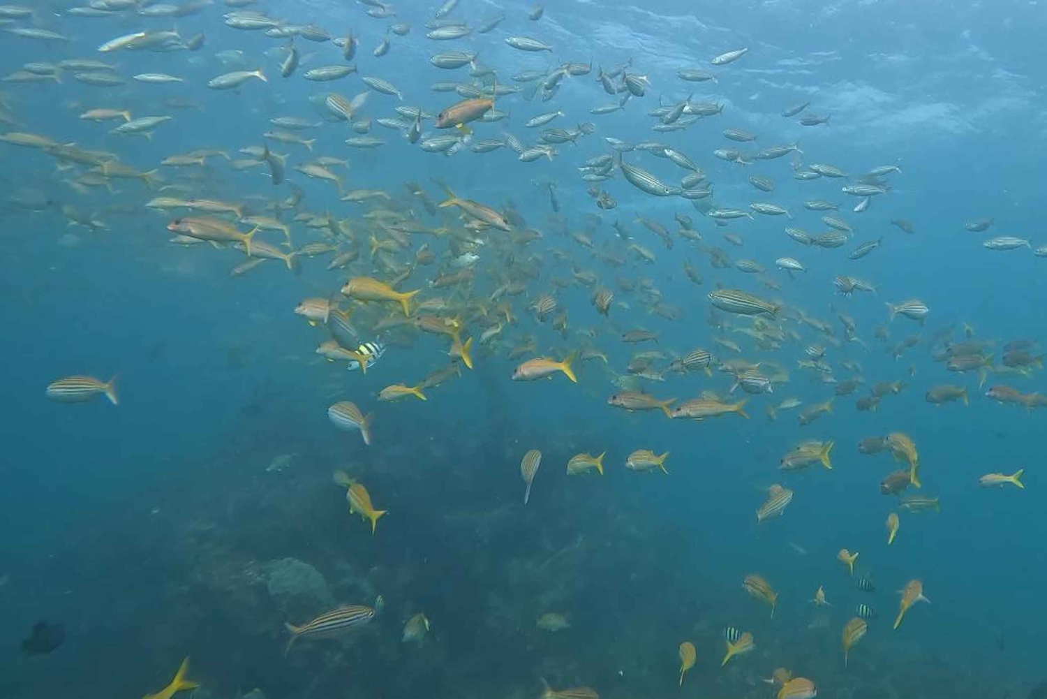 Mirbat: Snorkeling Adventure with Kheva Wreck