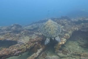 Mirbat: Snorkeling Adventure with Kheva Wreck