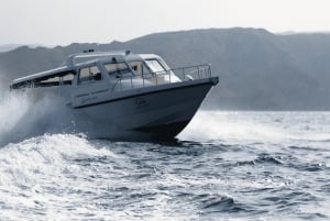 Muscat: 2 uur dolfijnen kijken