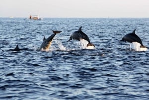 Muscat: 3 Hours Dolphin Watching and Snorkeling Tour