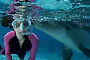 マスカット：イルカウォッチング付き4時間シュノーケリングツアー