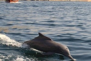 マスカット：イルカウォッチング付き4時間シュノーケリングツアー