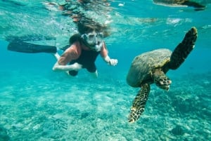 マスカット：イルカウォッチング付き4時間シュノーケリングツアー