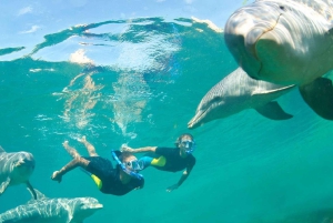 マスカット：イルカウォッチング付き4時間シュノーケリングツアー