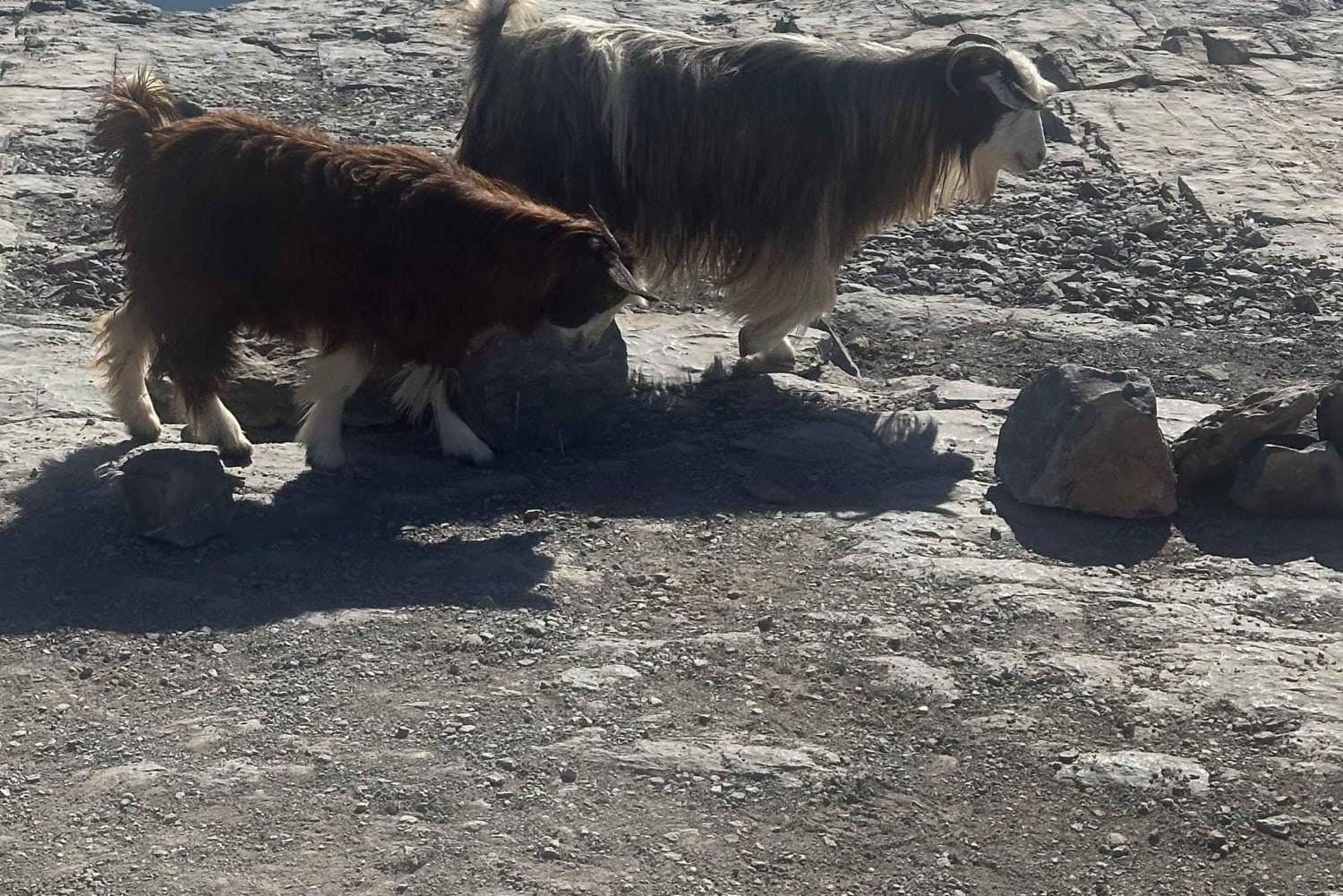 Muscat: Trasferimento 4x4 da/per Wahiba Sands, Jabal Shams o ...