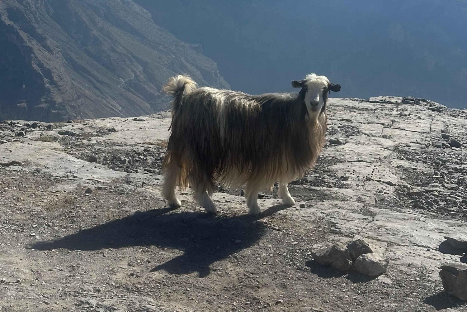 Muscat: Trasferimento 4x4 da/per Wahiba Sands, Jabal Shams o ...