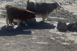 Muscat: Trasferimento 4x4 da/per Wahiba Sands, Jabal Shams o ...