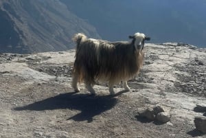 Muscat: Trasferimento 4x4 da/per Wahiba Sands, Jabal Shams o ...