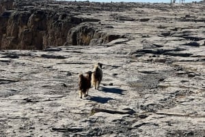 Muscat: Trasferimento 4x4 da/per Wahiba Sands, Jabal Shams o ...