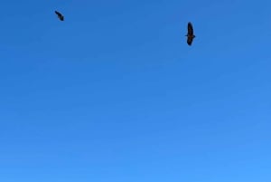 Muscat: Trasferimento 4x4 da/per Wahiba Sands, Jabal Shams o ...