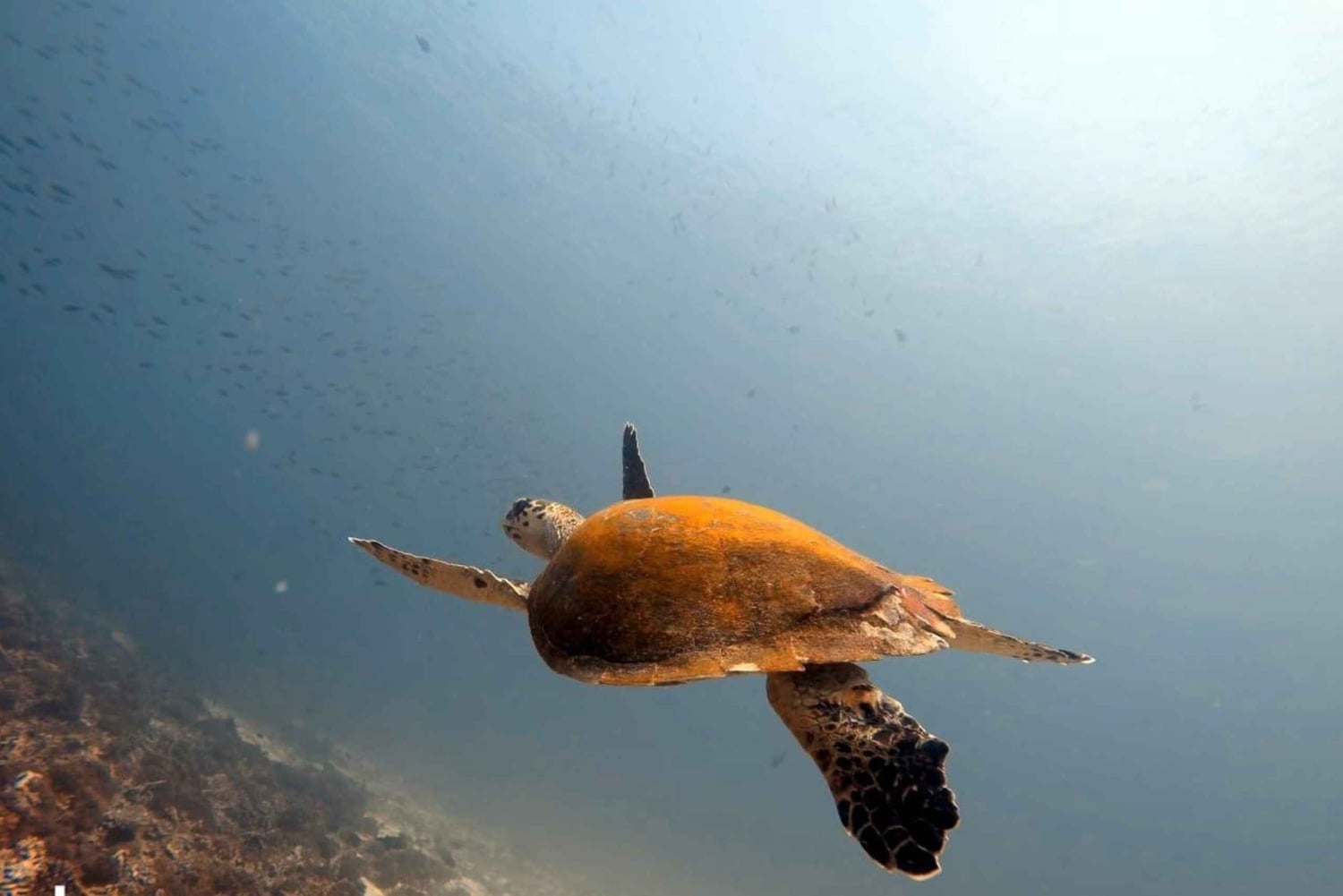 Muscat: Daymaniat eilanden boottocht met snorkelen