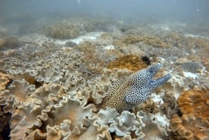 Muscat: Daymaniat eilanden boottocht met snorkelen