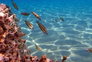 Muscat: Wycieczka snorkelingowa na wyspy Daymaniat z przekąskami