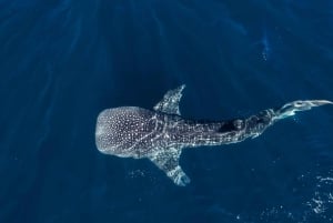 Mascate: Excursión de snorkel por las islas Daymaniat con refrescos