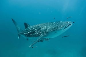 Mascate: Excursión de snorkel por las islas Daymaniat con refrescos