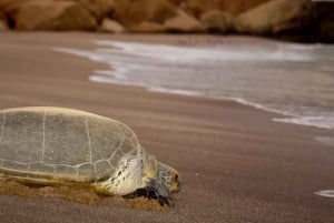 Muscat: Daymaniat Islands Snorkeling Tour with Refreshments.