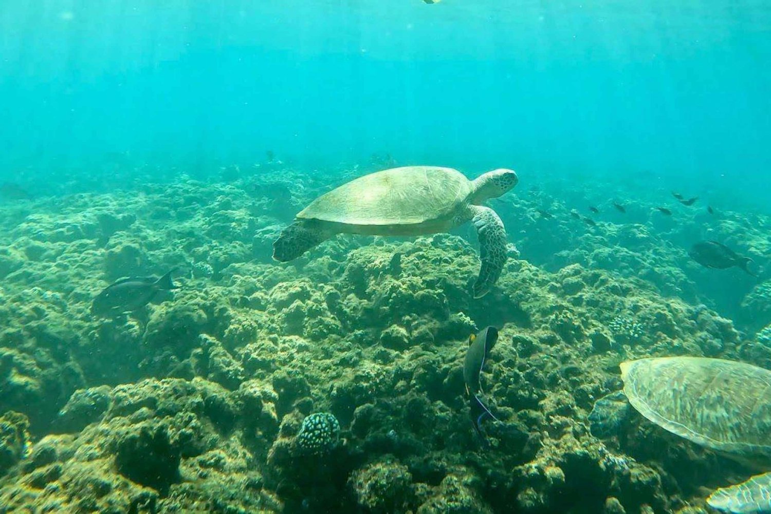 Muscat: Dimaniat Islands Snorkeling Trip