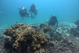 Mascate: Ilhas Daymaniat experimentam mergulho