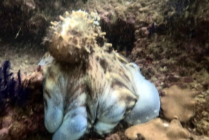 Muscat: le isole Daymaniat provano le immersioni subacquee