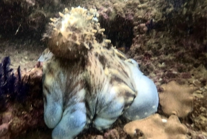 مسقط: جزر الديمانيات تجربة الغوص