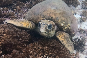 مسقط: جزر الديمانيات تجربة الغوص