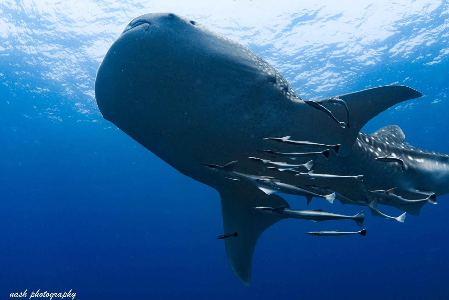 Mascate: Buceo en la Isla Daymaniyat 2 lugares + Almuerzo barbacoa