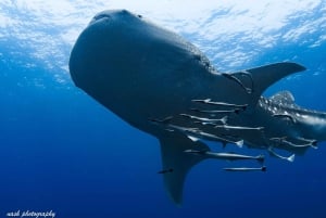 Mascate: Buceo en la Isla Daymaniyat 2 lugares + Almuerzo barbacoa