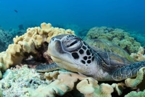 Mascate: Buceo en la Isla Daymaniyat 2 lugares + Almuerzo barbacoa