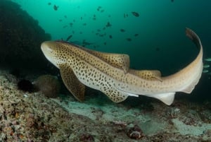 Mascate: Buceo en la Isla Daymaniyat 2 lugares + Almuerzo barbacoa