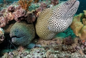 Mascate: Buceo en la Isla Daymaniyat 2 lugares + Almuerzo barbacoa