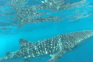 Muscat: Snorkeltur på øen Daymaniyat