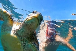 Mascate : excursion de plongée en apnée sur l'île de Daymaniyat