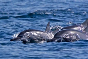 Muscat: Daymaniyat Islands Private Boat Tour with Snorkeling