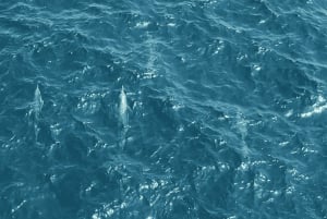 Mascate : tour en bateau privé des îles Daymaniyat avec plongée en apnée