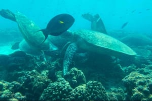 Mascate : excursion de plongée en apnée dans les îles Daymaniyat avec rafraîchissements