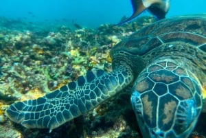 Mascate : excursion de plongée en apnée dans les îles Daymaniyat avec rafraîchissements