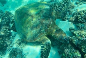 Mascate : excursion de plongée en apnée dans les îles Daymaniyat avec rafraîchissements