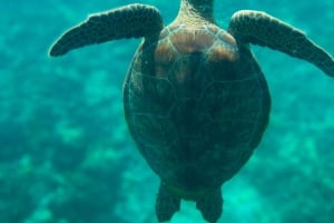 Mascate : excursion de plongée en apnée dans les îles Daymaniyat avec rafraîchissements