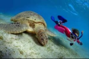 Maskat: nurkowanie z przekÄ…skami na wyspach Daymaniyat