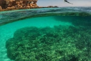 Muscat: Dimaniyatin saaren snorklausretki