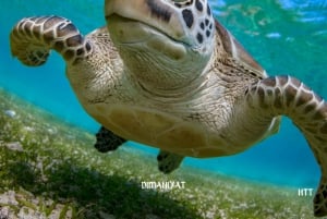 Маскат: Поездка на остров Диманият для подводного плавания с трансфером из отеля