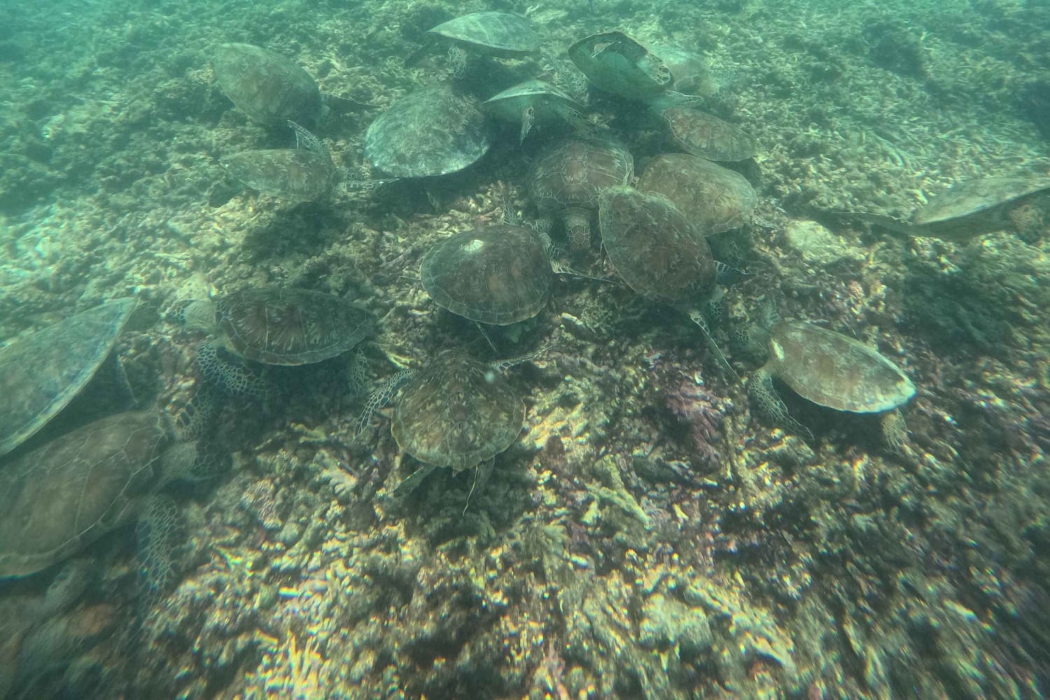 マスカット：ディマニヤット諸島でカメとシュノーケリングをお楽しみください