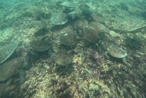 マスカット：ディマニヤット諸島でカメとシュノーケリングをお楽しみください