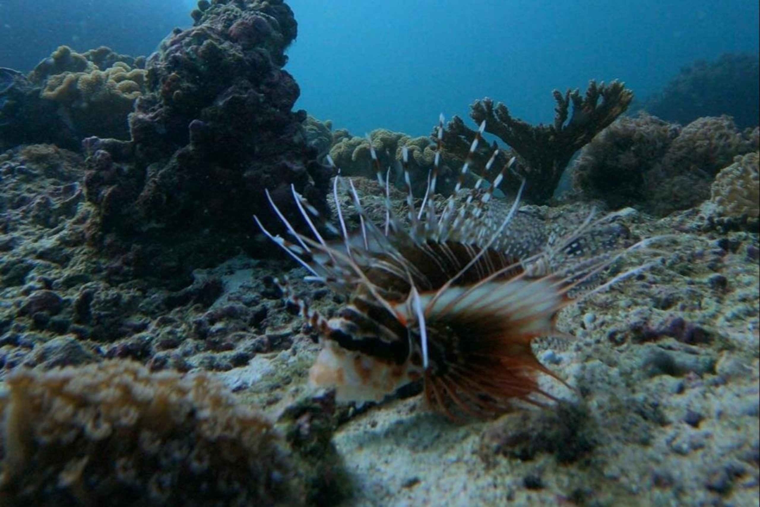 Muscat: Discovery under the water & Scuba Diving in Muscat