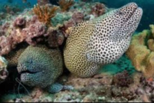 Muscat: Discovery under the water & Scuba Diving in Muscat