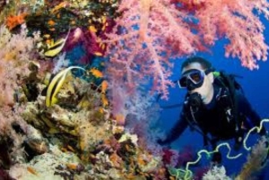 Muscat: Discovery under the water & Scuba Diving in Muscat